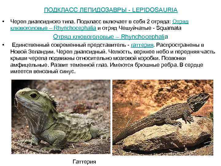 ПОДКЛАСС ЛЕПИДОЗАВРЫ - LEPIDOSAURIA • Череп диапсидного типа. Подкласс включает в себя 2 отряда: