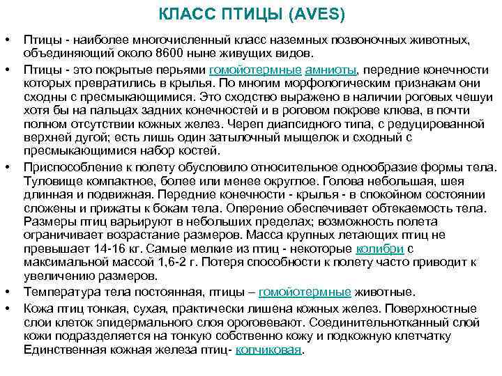 КЛАСС ПТИЦЫ (AVES) • • • Птицы - наиболее многочисленный класс наземных позвоночных животных,