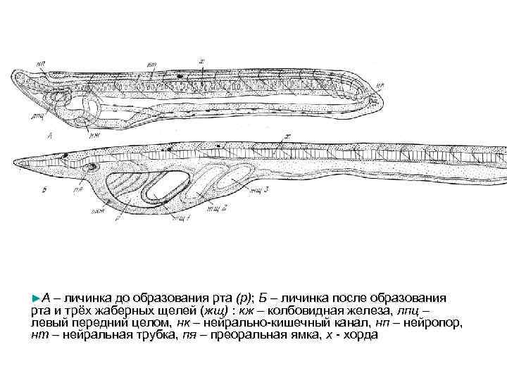 ►А – личинка до образования рта (р); Б – личинка после образования рта и