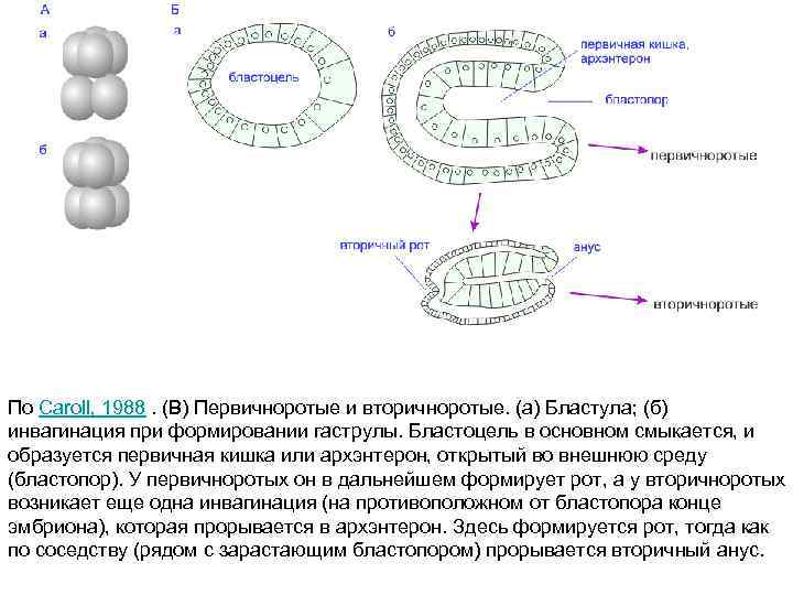 По Caroll, 1988. (В) Первичноротые и вторичноротые. (а) Бластула; (б) инвагинация при формировании гаструлы.