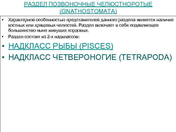 РАЗДЕЛ ПОЗВОНОЧНЫЕ ЧЕЛЮСТНОРОТЫЕ (GNATHOSTOMAТА) • • Характерной особенностью представителей данного раздела является наличие костных