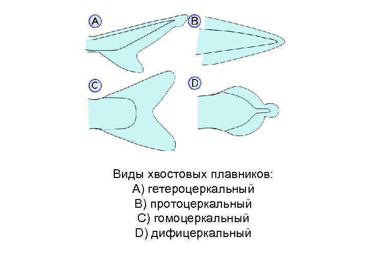 Виды хвостовых плавников: A) гетероцеркальный B) протоцеркальный C) гомоцеркальный D) дифицеркальный 