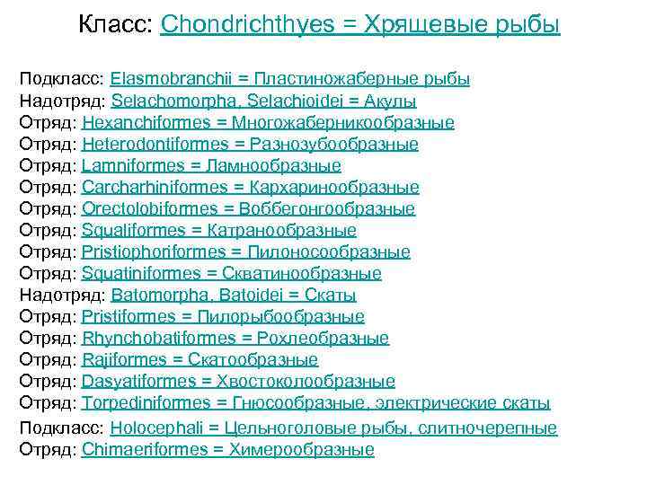 Класс: Chondrichthyes = Хрящевые рыбы Подкласс: Elasmobranchii = Пластиножаберные рыбы Надотряд: Selachomorpha, Selachioidei =