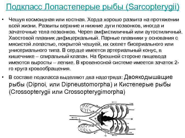 Подкласс Лопастеперые рыбы (Sarcopterygii) • Чешуя космоидная или костная. Хорда хорошо развита на протяжении