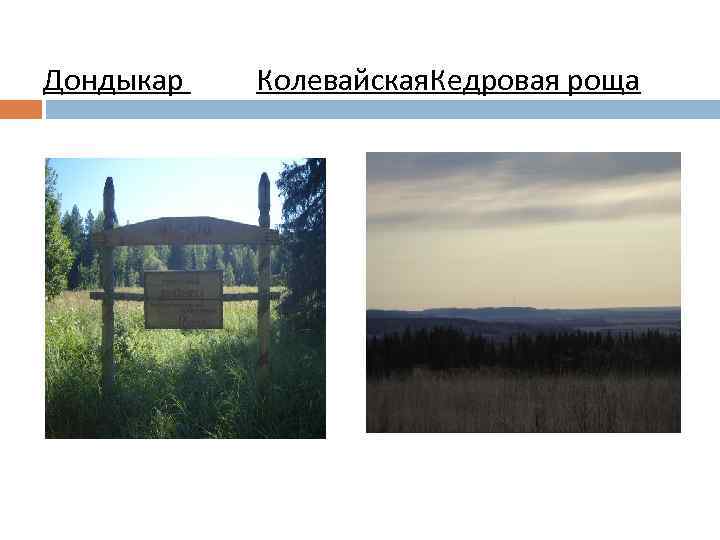 Дондыкар Колевайская. Кедровая роща 