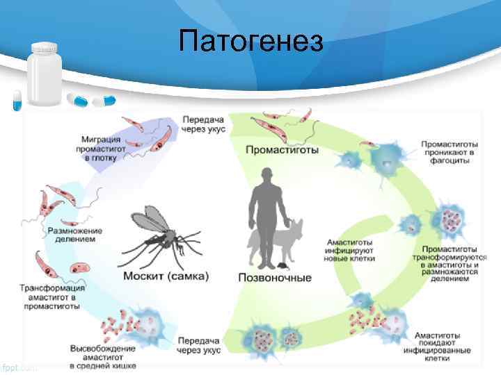 Патогенез 