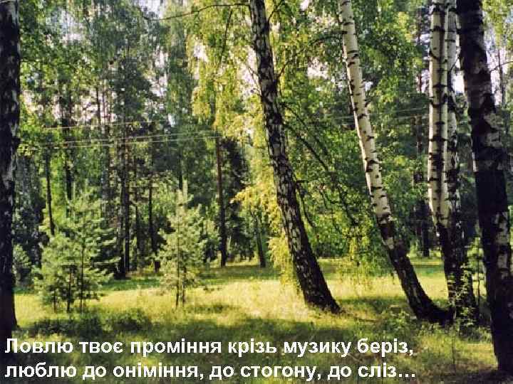 Ловлю твоє проміння крізь музику беріз, люблю до оніміння, до стогону, до сліз… 