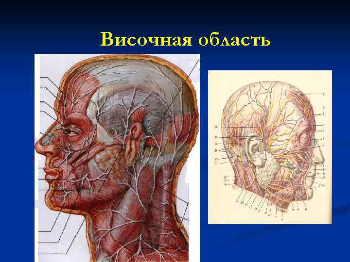 Височная область рисунок