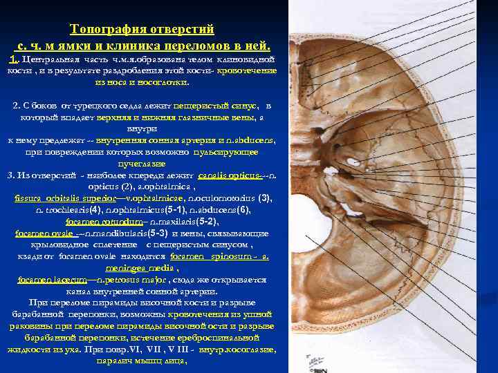 Топография отверстий с. ч. м ямки и клиника переломов в ней. 1. . Центральная