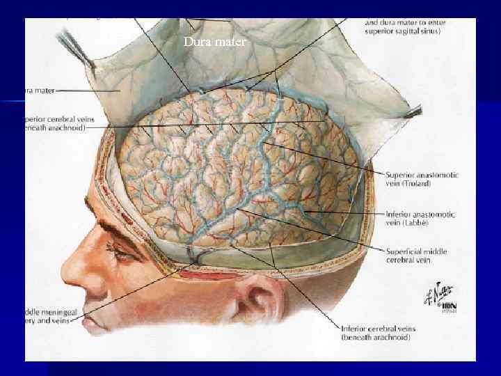 Dura mater 