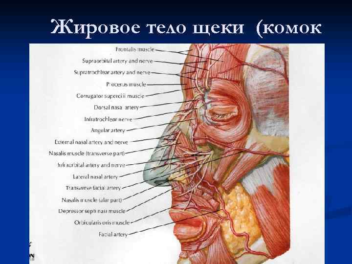 Жировое тело щеки (комок Биша) 