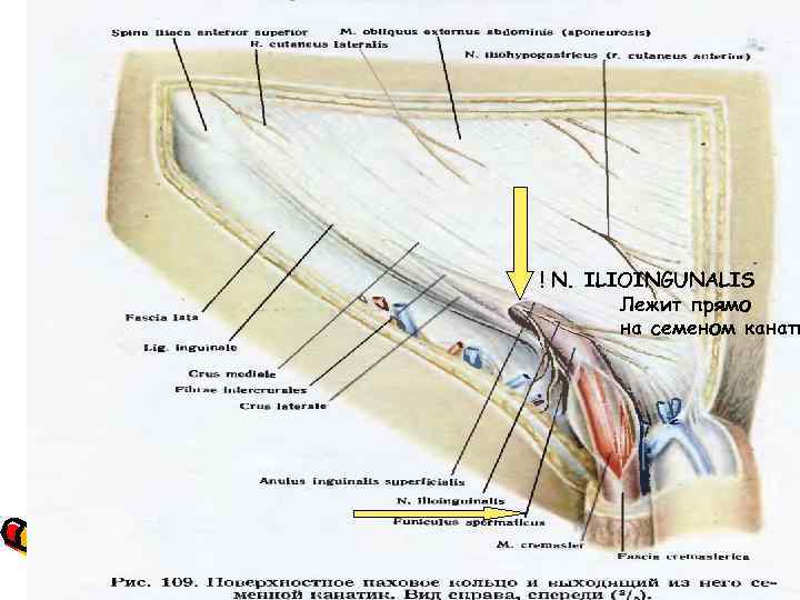 ! N. ILIOINGUNALIS Лежит прямо на семеном канати 