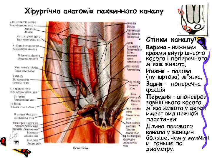 Пупартова связка анатомия