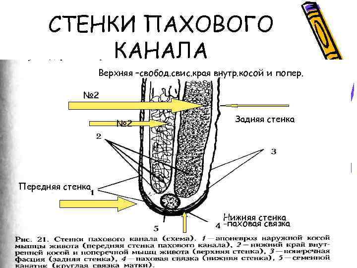 Паховый канал анатомия схема