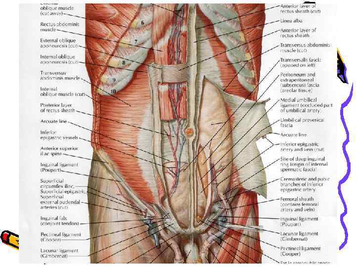 Толстая брюшная стенка. Анатомия сосудов передней брюшной стенки. Иннервация мышц брюшной стенки. Иннервация мышц передней брюшной стенки. Анатомия передней брюшной стенки живота.