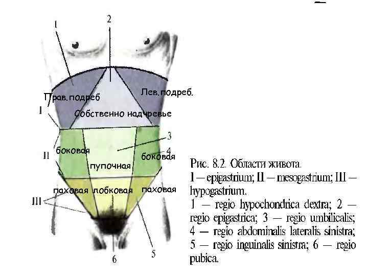 Прав. подреб Лев. подреб. Собственно надчревье боковая пупочная боковая паховая лобковая паховая 