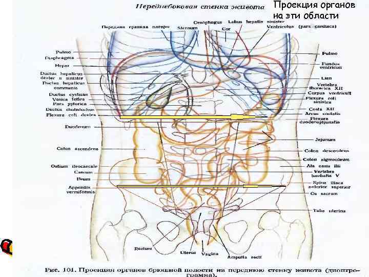 Проекция органов. Проекция органов живота. Проекция органов на переднюю брюшную стенку. Проекция органов на переднебоковую брюшную стенку. Проекция желудка на переднюю брюшную стенку.