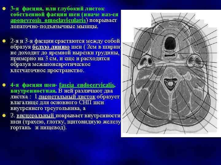 l 3 -я фасция, или глубокий листок собственной фасции шеи (иначе наз-ся aponevrosis omoclavicularis)