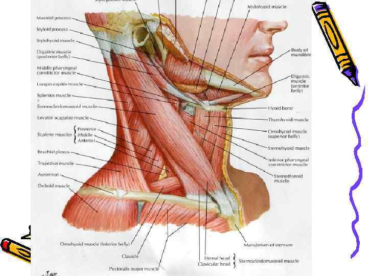 Фасции и мышцы шеи 