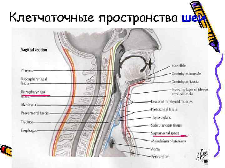 Клетчаточные пространства шеи схема