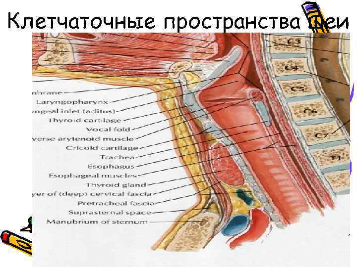 Клетчаточные пространства шеи 