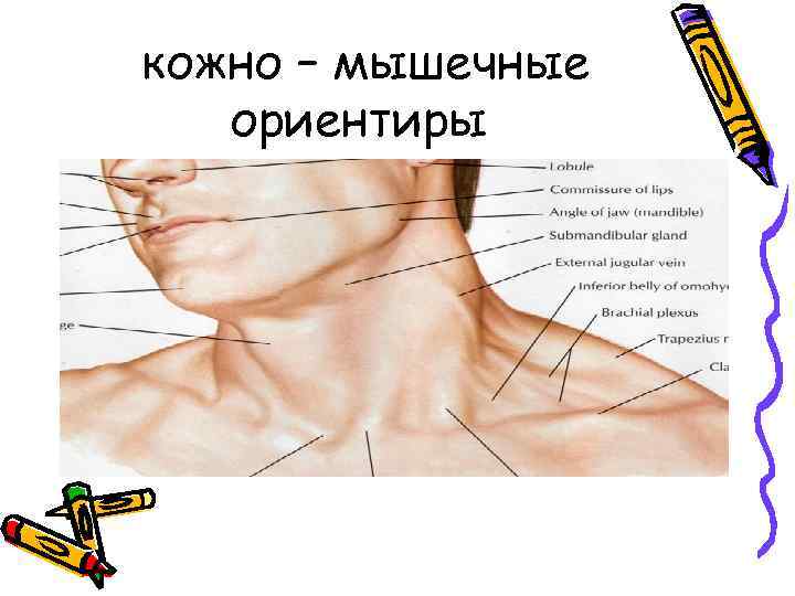 кожно – мышечные ориентиры 