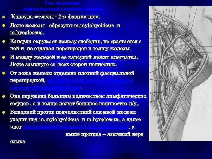 Топ. анатомия подчелюстной слюнной железы. l Капсула железы - 2 -я фасция шеи. l