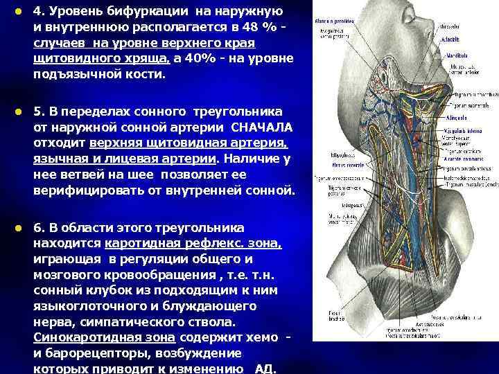 l 4. Уровень бифуркации на наружную и внутреннюю располагается в 48 % случаев на