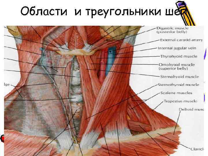 Лопаточно трахеальный треугольник шеи