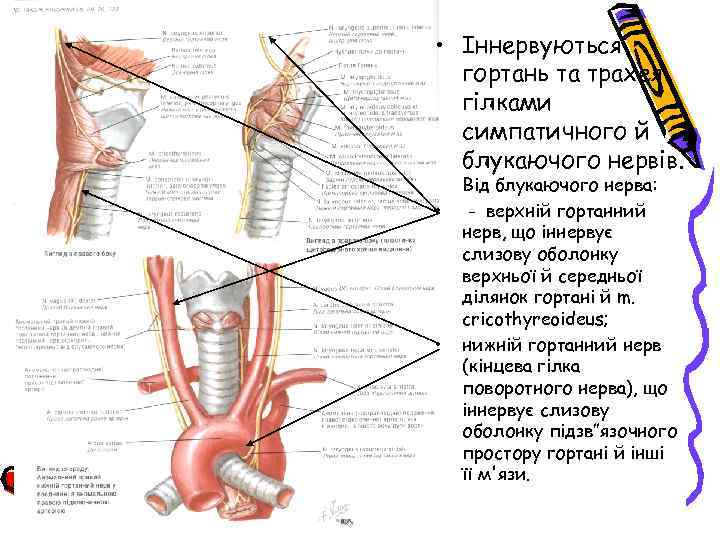  • Іннервуються гортань та трахея гілками симпатичного й блукаючого нервів. • • Від