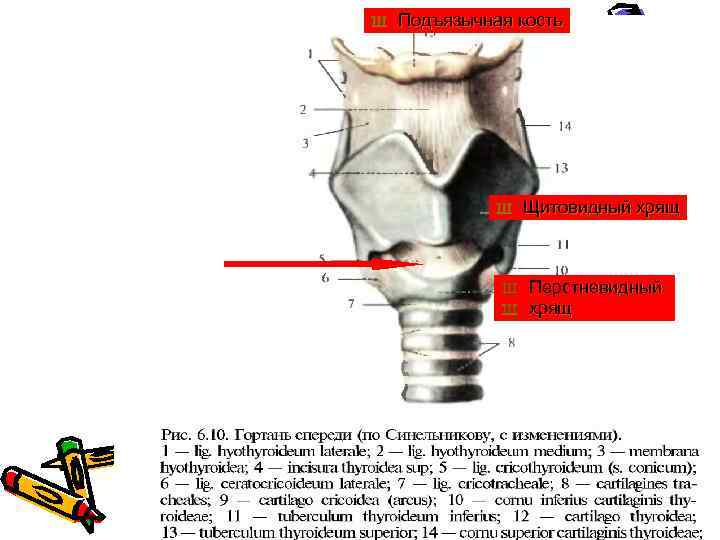 Ш Подъязычная кость Ш Ш Ш Щитовидный хрящ Перстневидный хрящ 