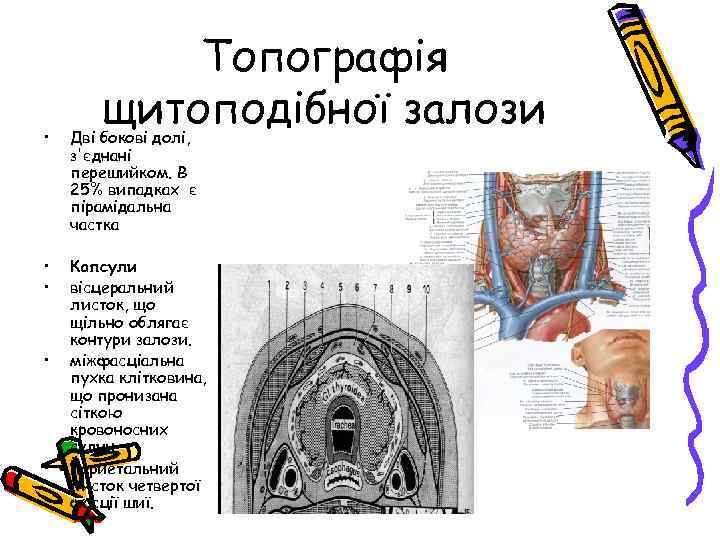 Топографія щитоподібної залози • Дві бокові долі, з'єднані перешийком. В 25% випадках є пірамідальна
