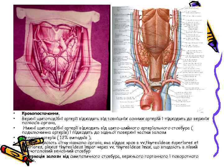  • • • Кровопостачання. Верхні щитоподібні артерії відходять від зовнішніх сонних артерій і
