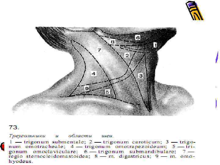 Треугольники шеи 