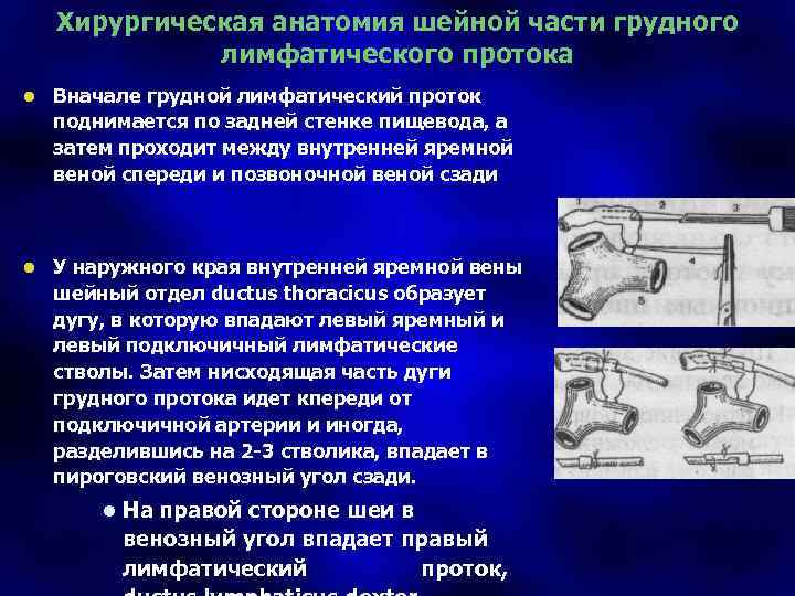 Хирургическая анатомия шейной части грудного лимфатического протока l Вначале грудной лимфатический проток поднимается по