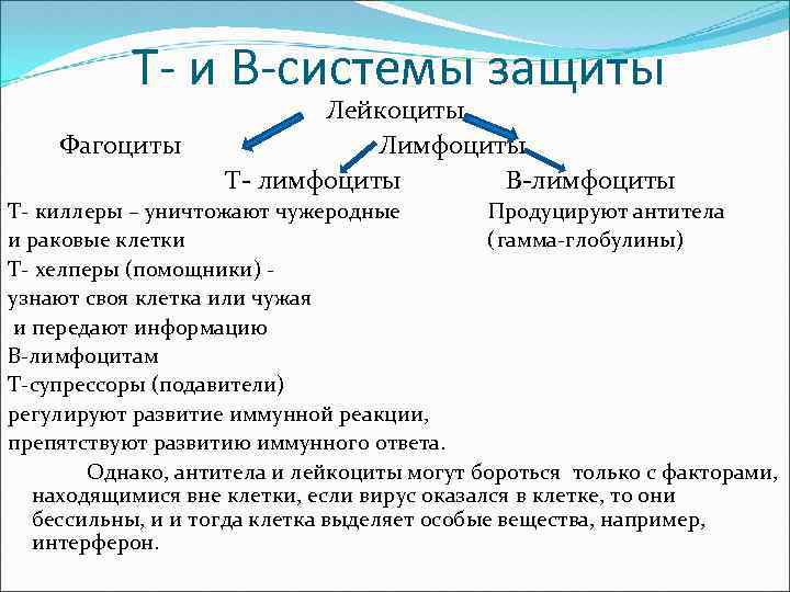 Т- и В-системы защиты Лейкоциты Фагоциты Лимфоциты Т- лимфоциты В-лимфоциты Т- киллеры – уничтожают