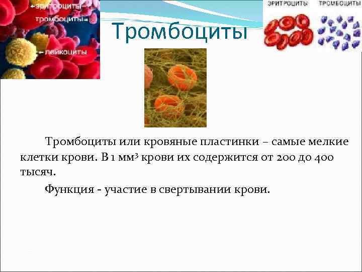 На рисунке изображены самые многочисленные наиболее эластичные форменные элементы крови человека