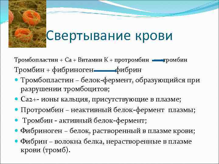 Свертывание крови Тромбопластин + Са + Витамин К + протромбин тромбин Тромбин + фибриноген