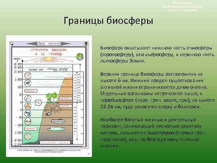 Экологический научно-образовательный центр ТГУ им. Г. Р. Державина Границы биосферы Биосфера охватывает нижнюю часть