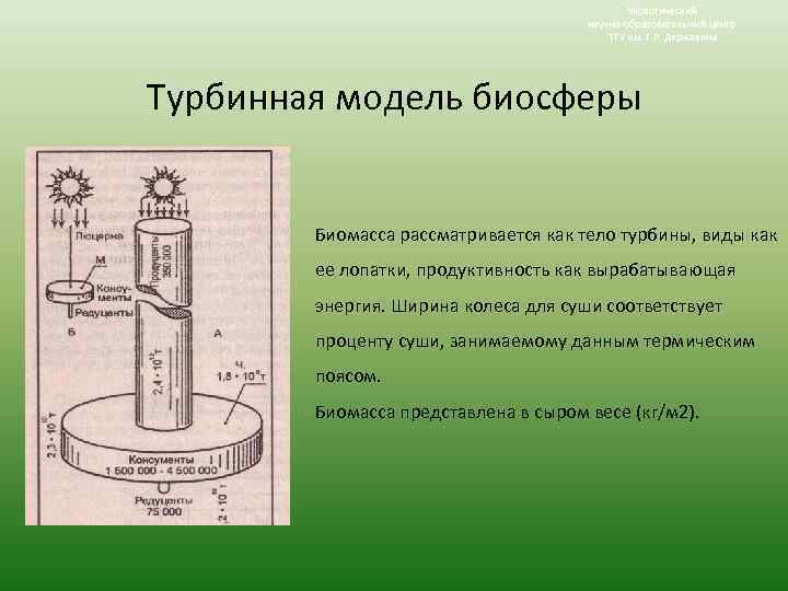 Экологический научно-образовательный центр ТГУ им. Г. Р. Державина Турбинная модель биосферы Биомасса рассматривается как