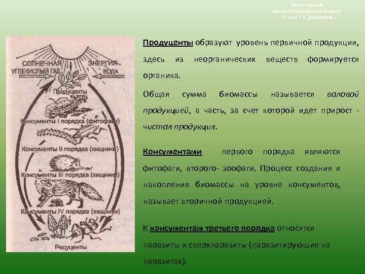 Экологический научно-образовательный центр ТГУ им. Г. Р. Державина Продуценты образуют уровень первичной продукции, здесь