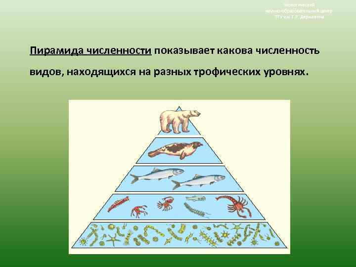 Экологический научно-образовательный центр ТГУ им. Г. Р. Державина Пирамида численности показывает какова численность видов,