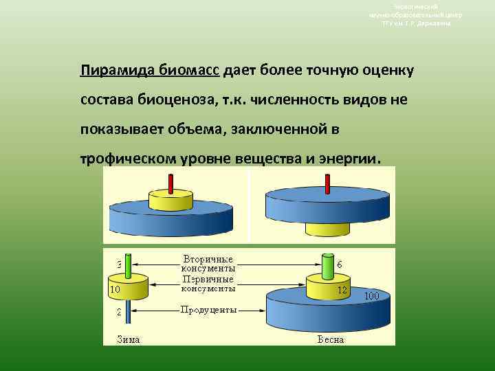 Экологический научно-образовательный центр ТГУ им. Г. Р. Державина Пирамида биомасс дает более точную оценку