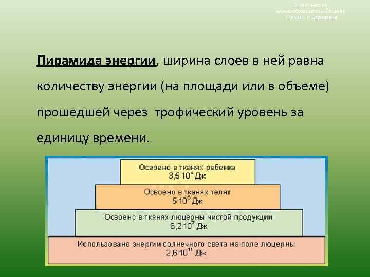 Экологический научно-образовательный центр ТГУ им. Г. Р. Державина Пирамида энергии, ширина слоев в ней