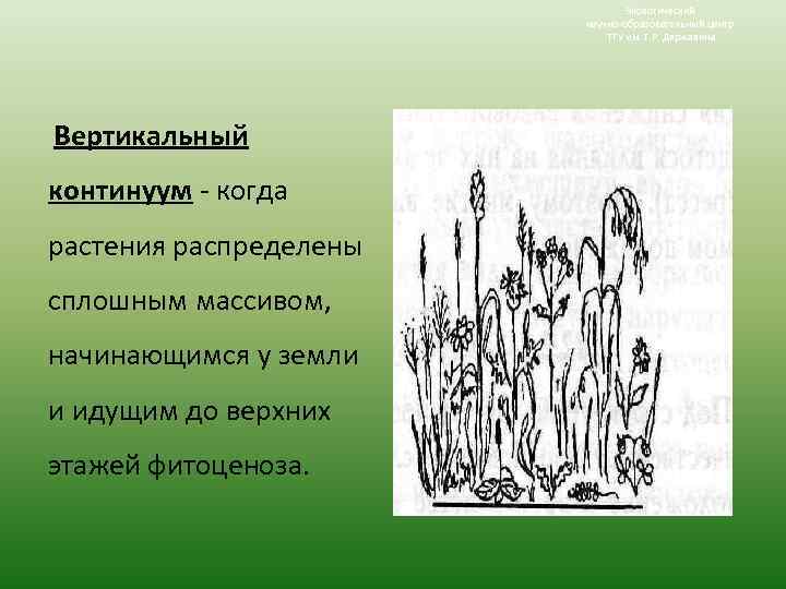 Экологический научно-образовательный центр ТГУ им. Г. Р. Державина Вертикальный континуум - когда растения распределены