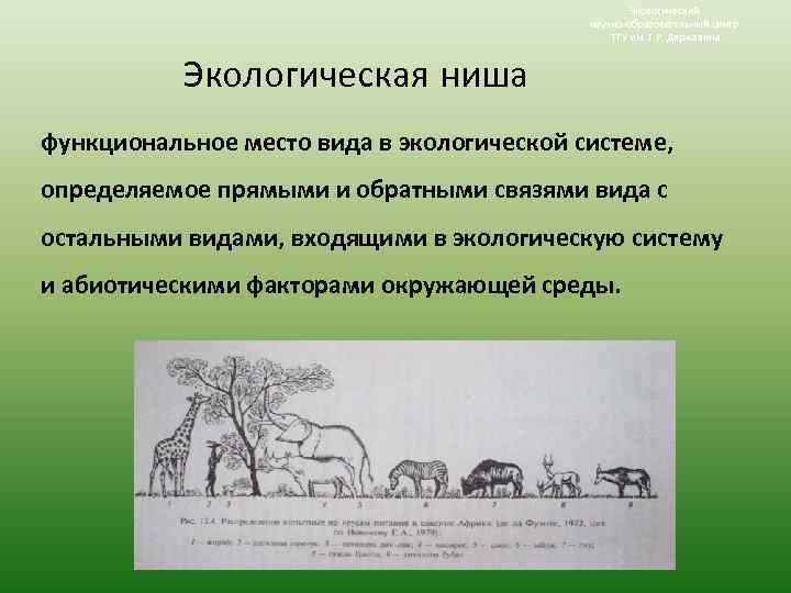 Экологический научно-образовательный центр ТГУ им. Г. Р. Державина Экологическая ниша функциональное место вида в
