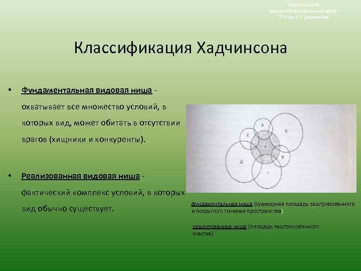 Экологический научно-образовательный центр ТГУ им. Г. Р. Державина Классификация Хадчинсона • Фундаментальная видовая ниша