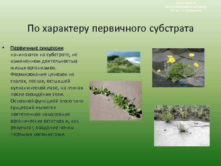 Экологический научно-образовательный центр ТГУ им. Г. Р. Державина По характеру первичного субстрата • Первичные