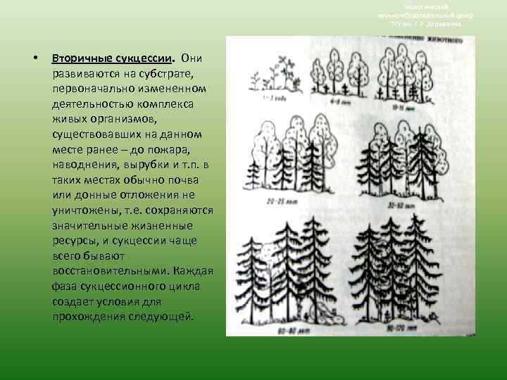 Экологический научно-образовательный центр ТГУ им. Г. Р. Державина • Вторичные сукцессии. Они развиваются на