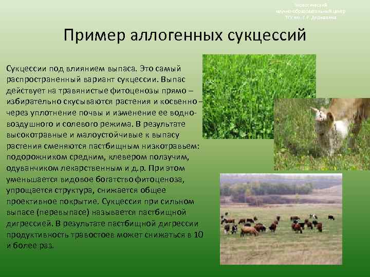 Экологический научно-образовательный центр ТГУ им. Г. Р. Державина Пример аллогенных сукцессий Сукцессии под влиянием